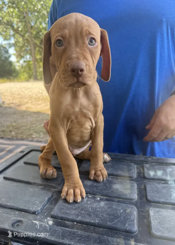 Blue – Vizsla puppy for sale in Fortuna, MO