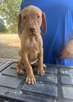 Blue, a male Vizsla for sale in Fortuna, MO – 3 of 8
