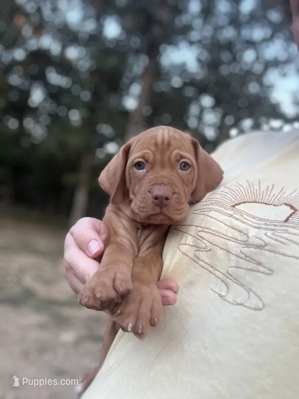 Blue – Vizsla puppy for sale in Fortuna, MO