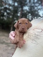 Blue, a male Vizsla for sale in Fortuna, MO – 1 of 4