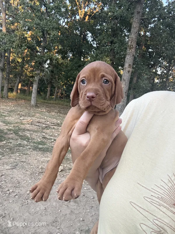 Girl – Vizsla puppy for sale in Fortuna, MO