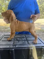 Green, a male Vizsla for sale in Fortuna, MO – 6 of 8