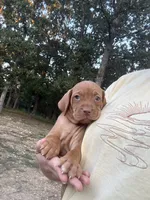 Green, a male Vizsla for sale in Fortuna, MO – 2 of 4
