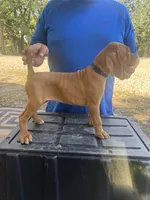Blue, a male Vizsla for sale in Fortuna, MO – 6 of 8