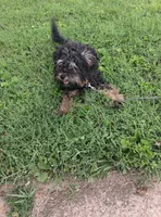 Jay, a male Yorkshire Terrier and Poodle - Standard  for sale in St. Louis, MO – 3 of 5