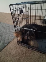 Jay, a male Yorkshire Terrier and Poodle - Standard  for sale in St. Louis, MO – 5 of 5