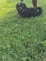 Jay, a male Yorkshire Terrier and Poodle - Standard  for sale in St. Louis, MO – 4 of 5