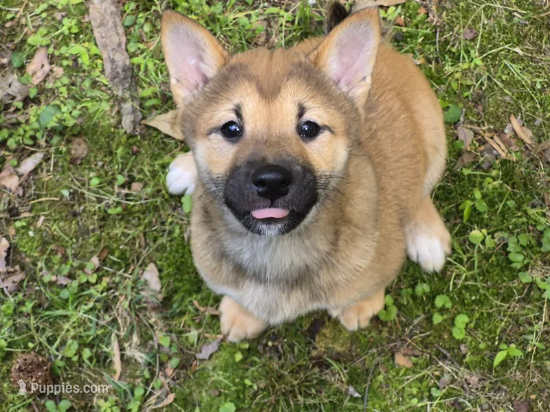 Spud – Shiba Inu puppy for sale in Pinson, AL