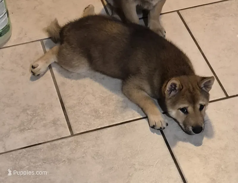 Tator – Shiba Inu puppy for sale in Pinson, AL