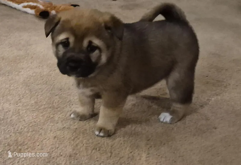 Spud – Shiba Inu puppy for sale in Pinson, AL