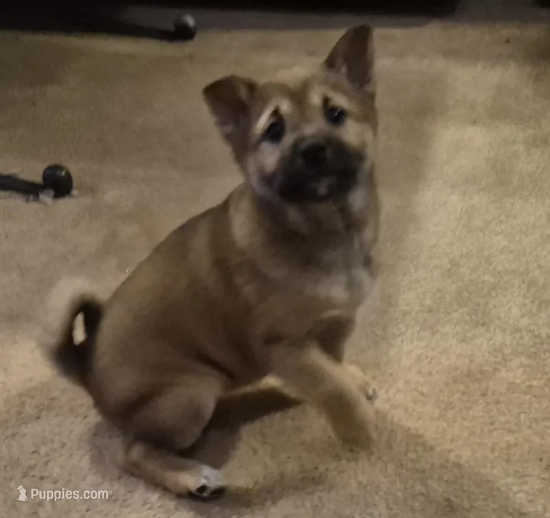 Spud – Shiba Inu puppy for sale in Pinson, AL