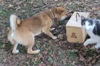 Spud, a female Shiba Inu for sale in Pinson, AL – Photo 7 of 8
