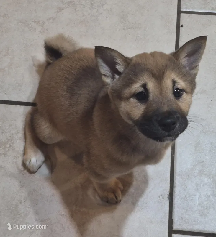 Spud – Shiba Inu puppy for sale in Pinson, AL