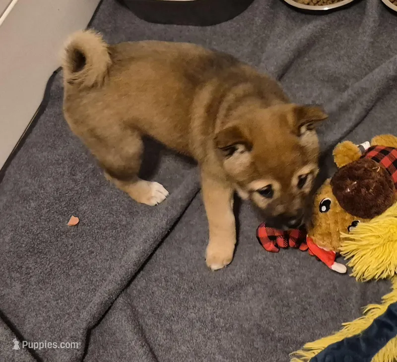 Spud – Shiba Inu puppy for sale in Pinson, AL