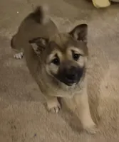 Spud, a female Shiba Inu for sale in Pinson, AL – Photo 2 of 8