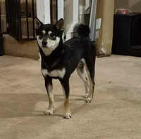 Spud, a female Shiba Inu for sale in Pinson, AL – Photo 2 of 2
