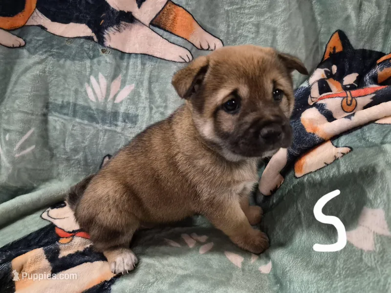 Spud – Shiba Inu puppy for sale in Pinson, AL