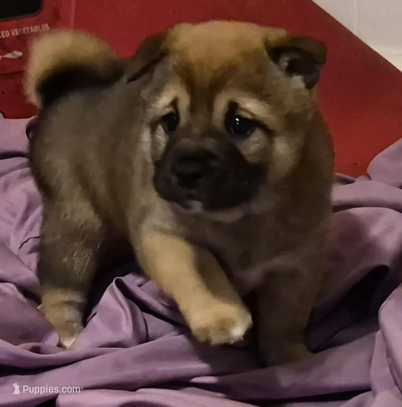 Spud – Shiba Inu puppy for sale in Pinson, AL