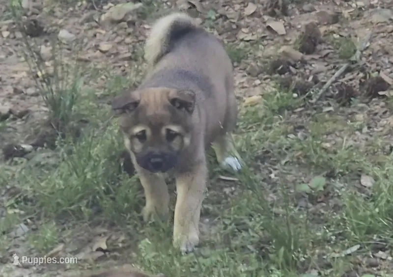 Spud – Shiba Inu puppy for sale in Pinson, AL