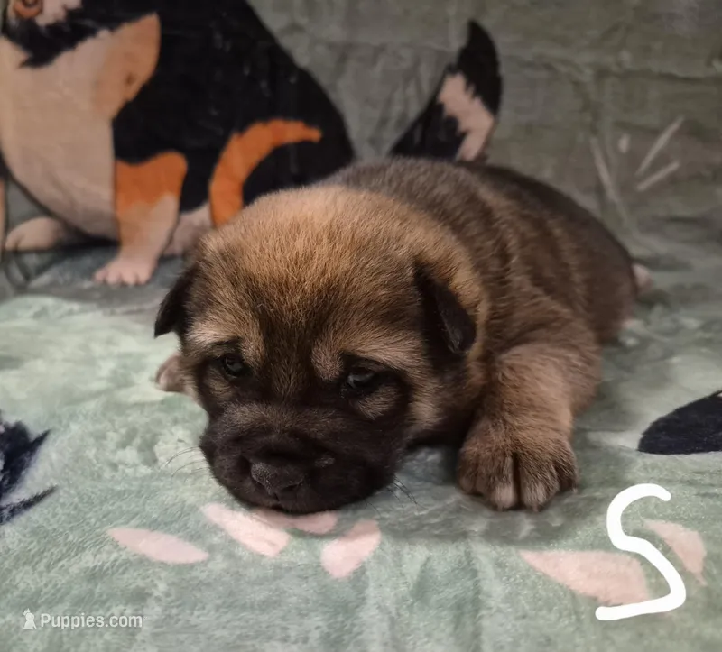 Spud – Shiba Inu puppy for sale in Pinson, AL