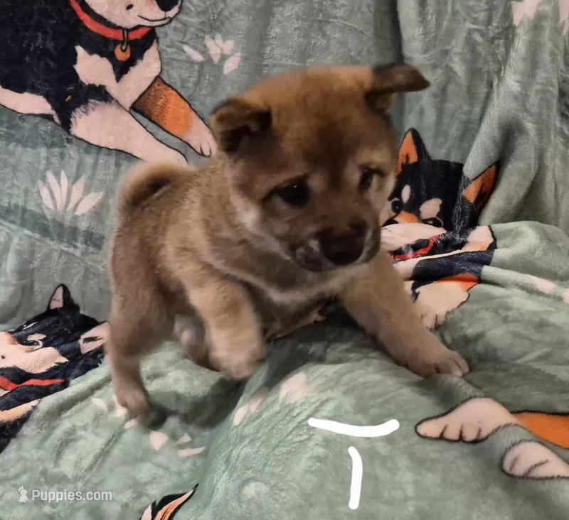 Tator – Shiba Inu puppy for sale in Pinson, AL