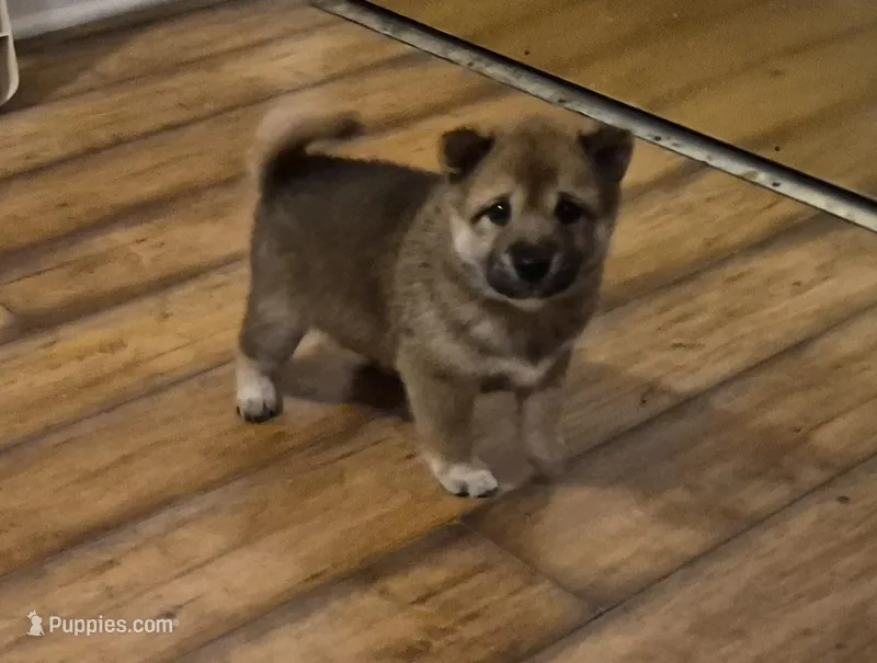 Tator – Shiba Inu puppy for sale in Pinson, AL