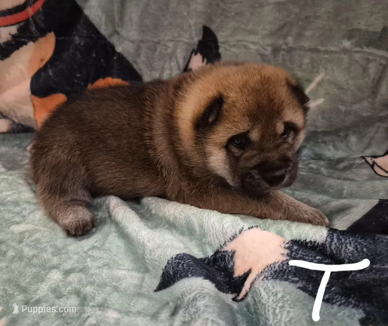 Tator – Shiba Inu puppy for sale in Pinson, AL