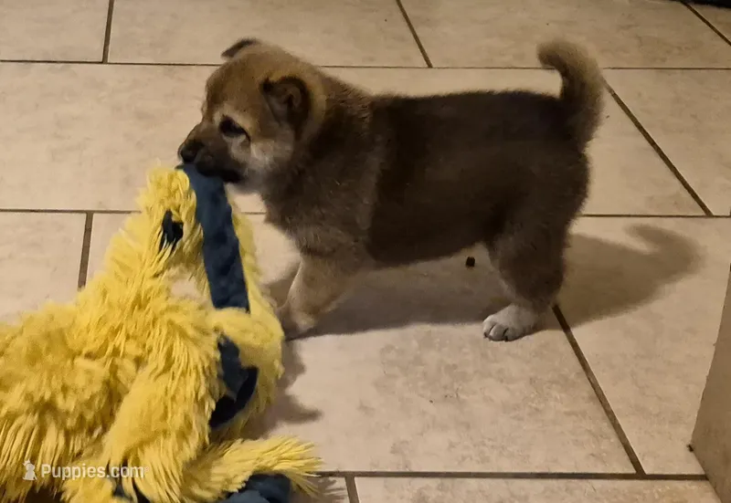 Tator – Shiba Inu puppy for sale in Pinson, AL