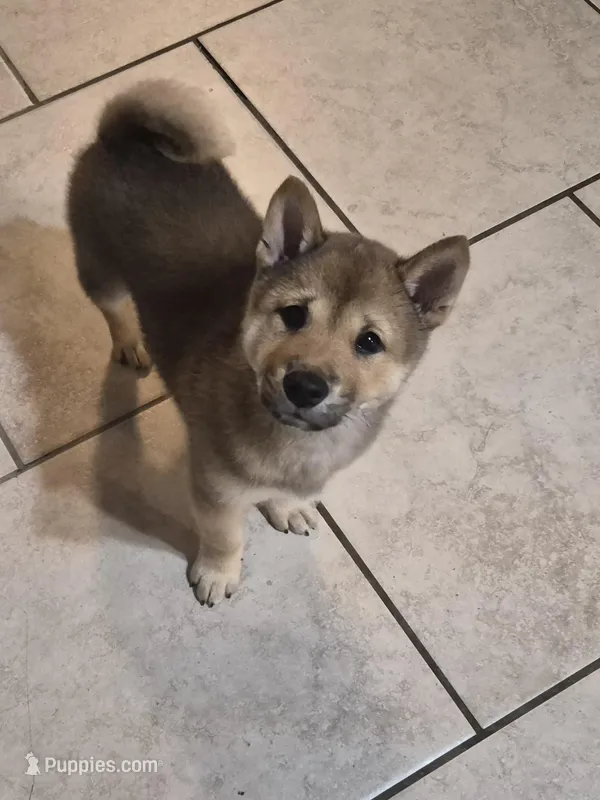 Tator – Shiba Inu puppy for sale in Pinson, AL