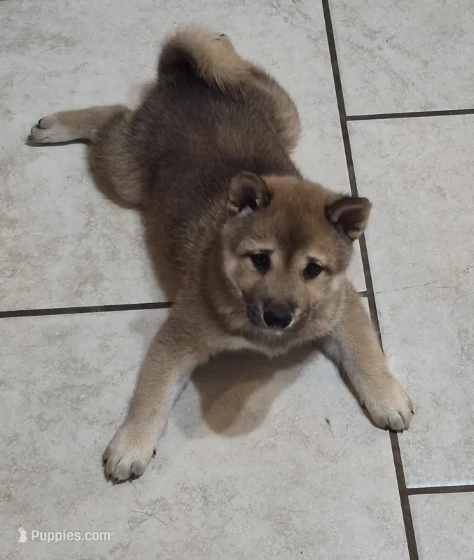 Tator – Shiba Inu puppy for sale in Pinson, AL