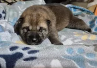 Tator, a male Shiba Inu for sale in Pinson, AL – Photo 1 of 2