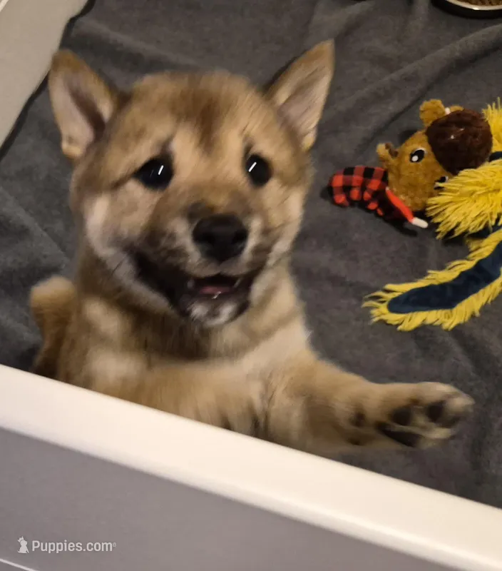 Tator – Shiba Inu puppy for sale in Pinson, AL