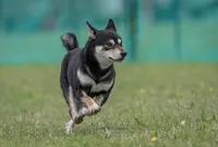 Tator, a male Shiba Inu for sale in Pinson, AL – Photo 4 of 8