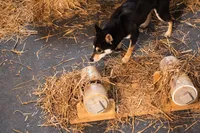 Tator, a male Shiba Inu for sale in Pinson, AL – Photo 5 of 8