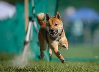 Tator, a male Shiba Inu for sale in Pinson, AL – Photo 6 of 8
