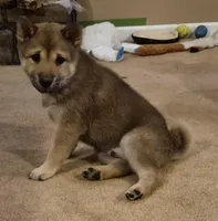 Tator, a male Shiba Inu for sale in Pinson, AL – Photo 1 of 8