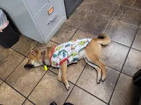 Tator, a male Shiba Inu for sale in Pinson, AL – Photo 7 of 8