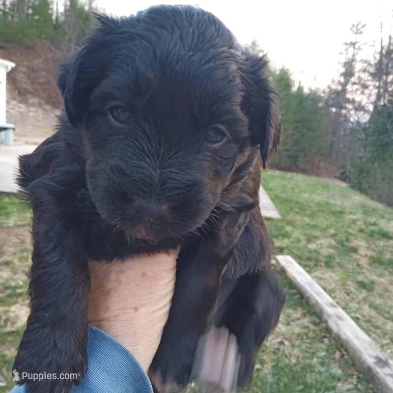 Puli mix girl #2 – Puli puppy for sale in Monterey, VA