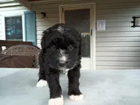 Barbet mix girl #3, a female Barbet for sale in Monterey, VA – 2 of 6