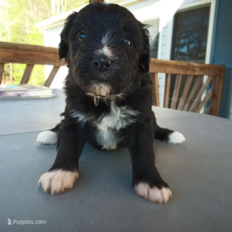 Barbet mix girl #3, a female Barbet for sale in Monterey, VA – Photo 1 of 4