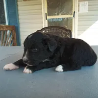 Barbet mix girl #3, a female Barbet for sale in Monterey, VA – Photo 4 of 4