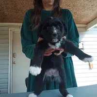 Barbet mix girl #3, a female Barbet for sale in Monterey, VA – 6 of 6