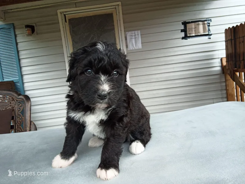 Barbet mix girl #3 – Barbet puppy for sale in Monterey, VA