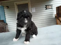 Barbet mix girl #3, a female Barbet for sale in Monterey, VA – 1 of 6
