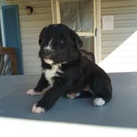 Barbet mix girl #3, a female Barbet for sale in Monterey, VA – Photo 3 of 4