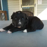 Barbet mix girl #3, a female Barbet for sale in Monterey, VA – Photo 2 of 4