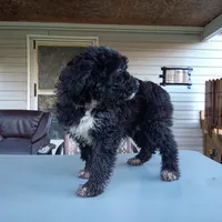 Australian shepherd mix girl #2, a female Australian Shepherd and Barbet for sale in Waynesboro, VA – 2 of 4