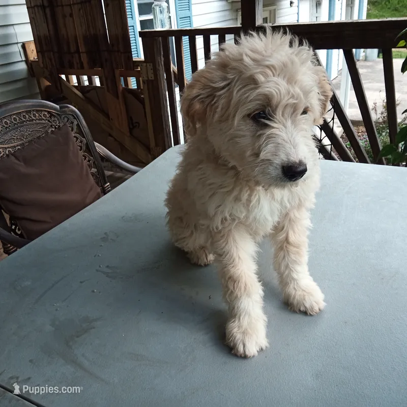 Puli mix girl #1 – Puli puppy for sale in Monterey, VA