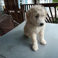 Puli mix girl #1, a female Puli for sale in Monterey, VA – 1 of 3