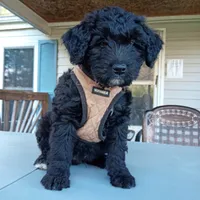 Australian Shepherd mix boy #2, a male Australian Shepherd and Barbet for sale in Waynesboro, VA – 1 of 4